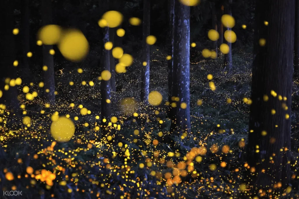 Johor's Night Outdoor Activity at Firefly River Cruise